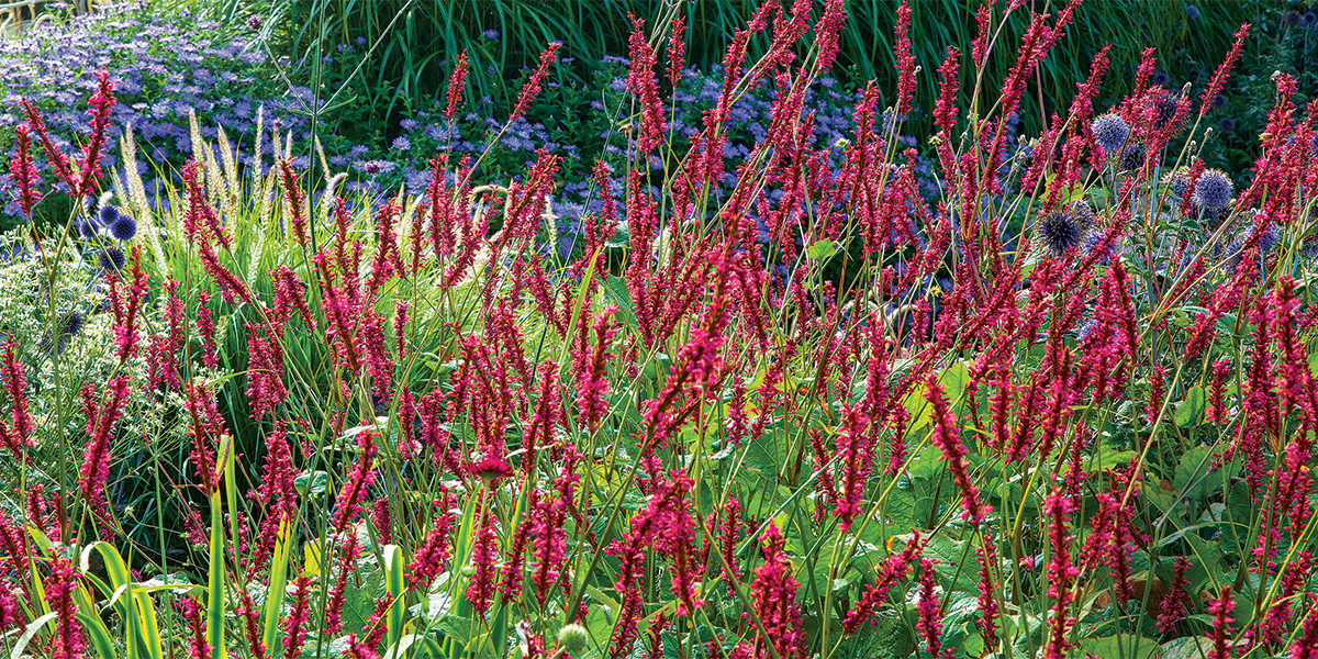 Firetail mountain persicaria