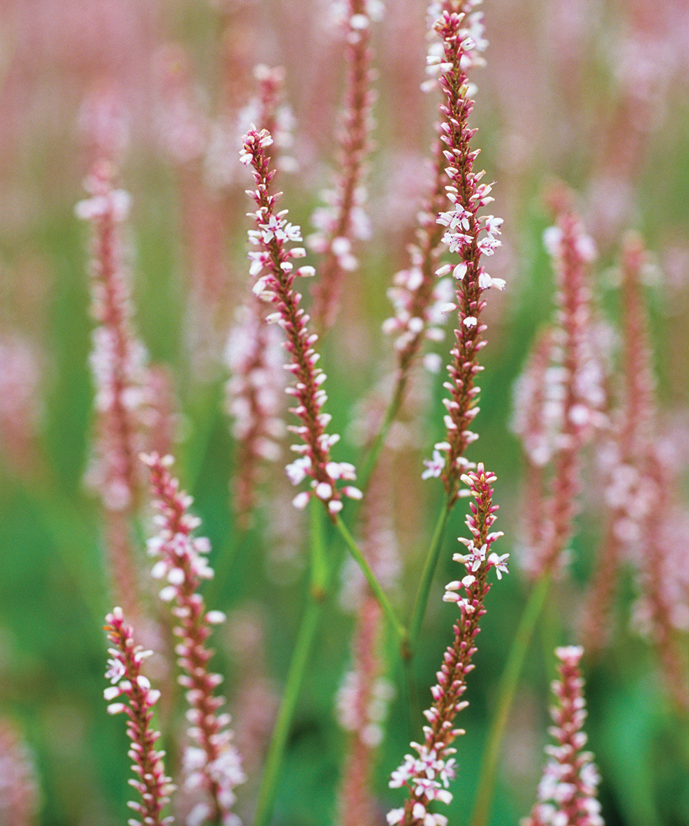 Rosea mountain persicaria