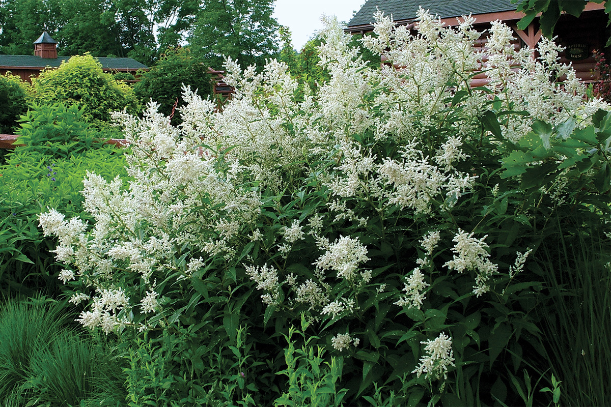 Giant fleeceflower