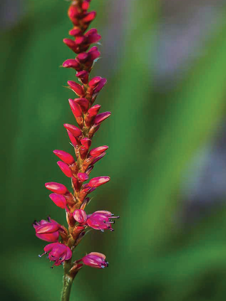 Orangefield mountain persicaria