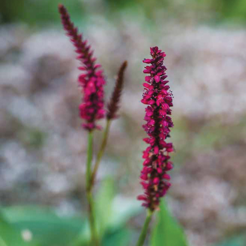 Blackfield mountain persicaria