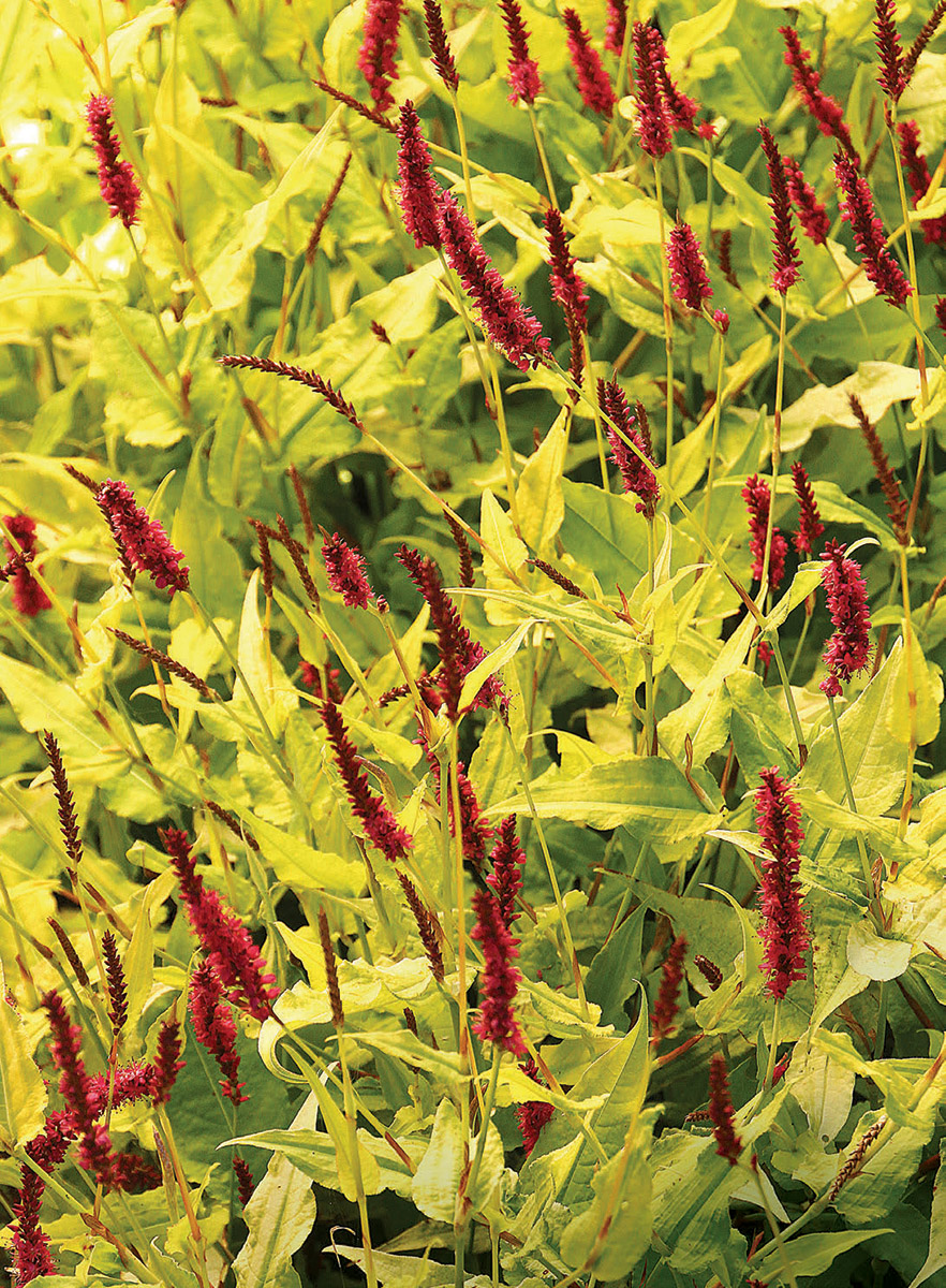 Golden Arrow mountain persicaria
