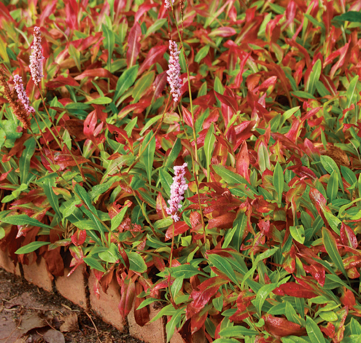 Border Jewel persicaria