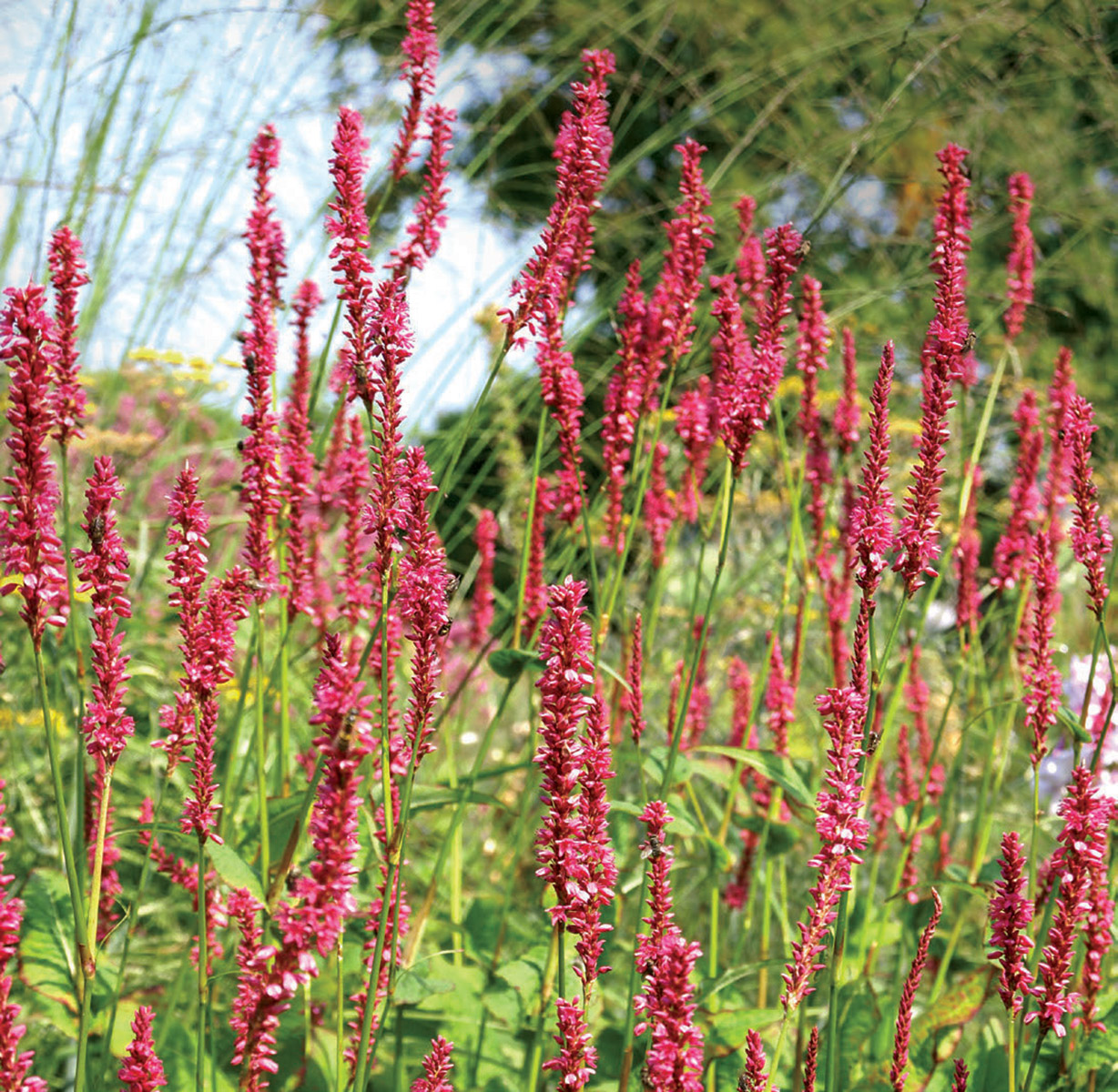 Summer Dance mountain persicaria blooms