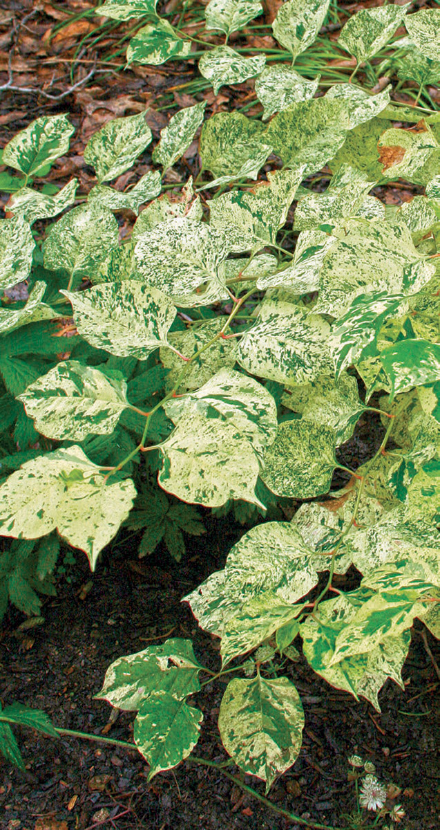 Devon Cream knotweed