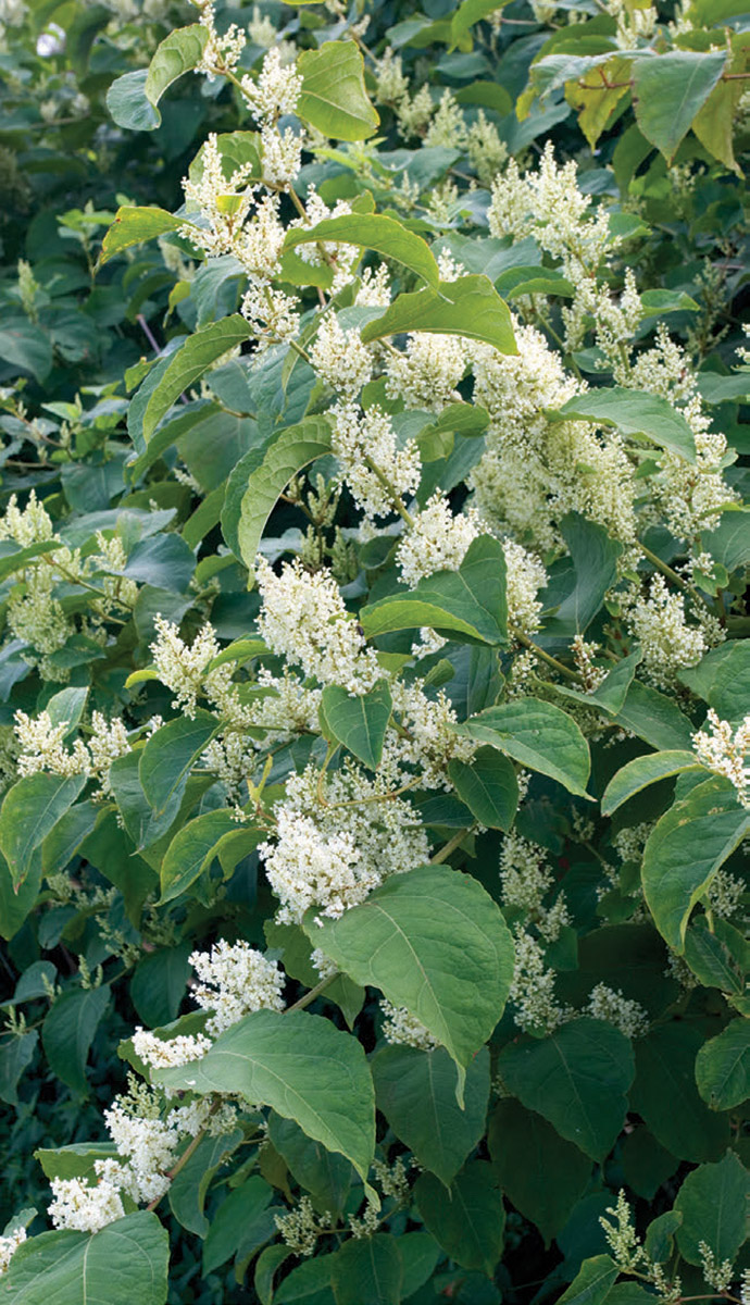 Japanese knotweed
