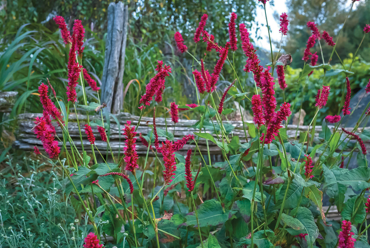 Fat Domino mountain persicaria