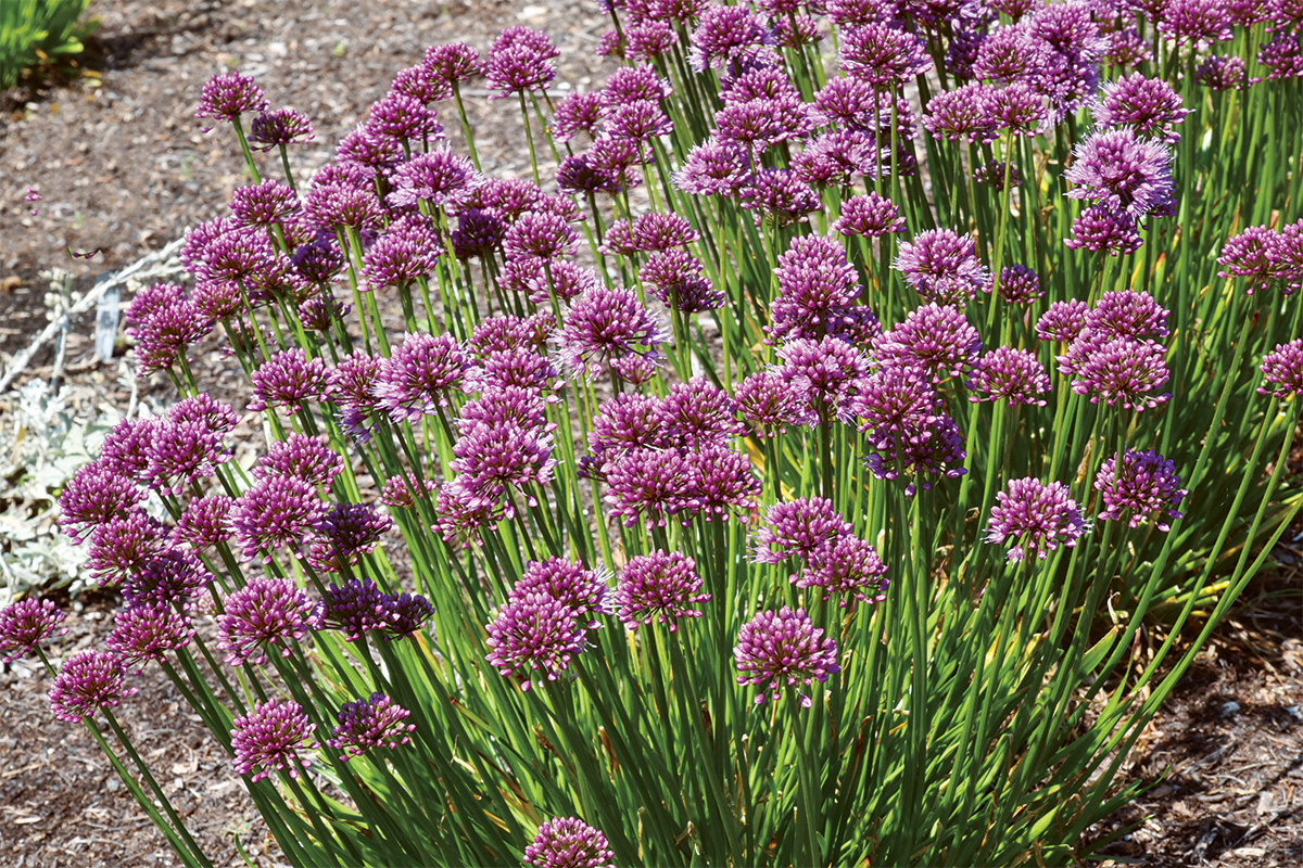 Windy City allium