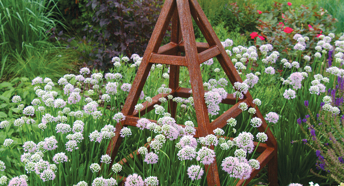 Summer Beauty allium
